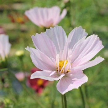 Cosmos Sea Shells (Samen)