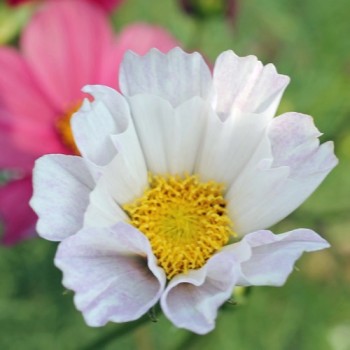 Cosmos Sea Shells (Samen)