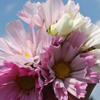 Cosmos Sea Shells (Samen)
