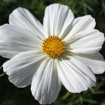Cosmos Sensation White (Samen)