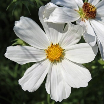 Cosmos Sensation White (Samen)