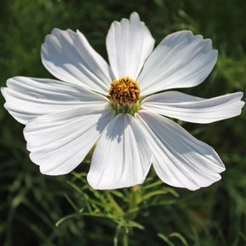 Cosmos Sensation White (Samen)