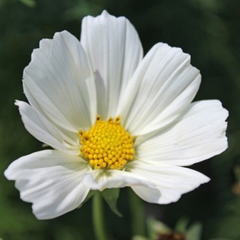 Cosmos Sensation White (Samen)
