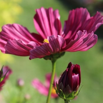 Cosmos Velouette (Samen)