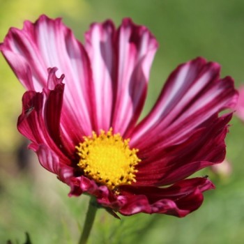 Cosmos Velouette (Samen)