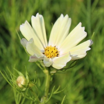 Cosmos Xanthos (Samen)