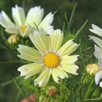 Cosmos Xanthos (Samen)