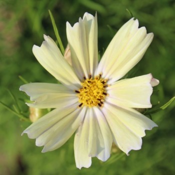 Cosmos Xanthos (Samen)