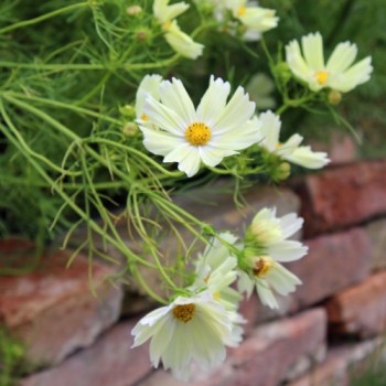 Cosmos Xanthos (Samen)