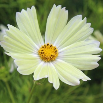Cosmos Xanthos (Samen)