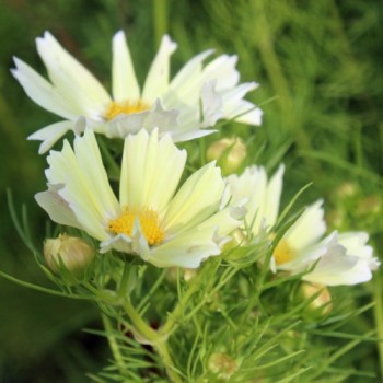 Cosmos Xanthos (Samen)