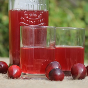 Cranberry Olson Honkers (Pflanze)
