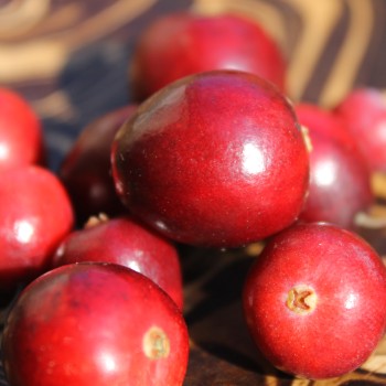 Cranberry Crowley (Pflanze)