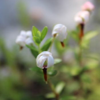 Cranberry Crowley (Pflanze)