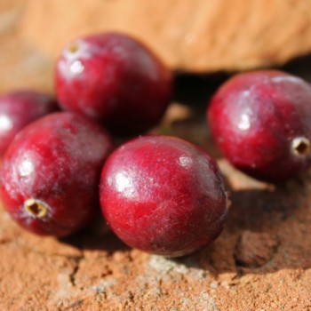 Cranberry Early Black (Pflanze)