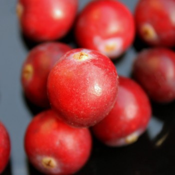 Cranberry Early Black (Pflanze)