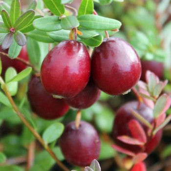 Cranberry Langlois (Pflanze)