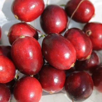 Cranberry Langlois (Pflanze)
