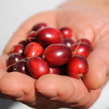 Cranberry Langlois (Pflanze)