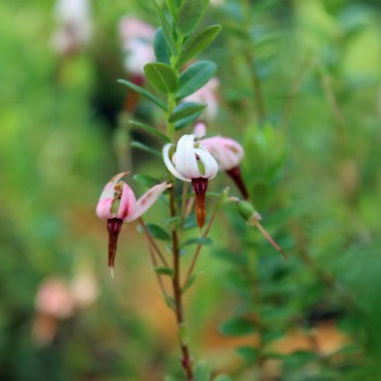 Cranberry Langlois (Pflanze)