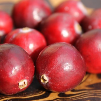 Cranberry Olson Honkers (Pflanze)