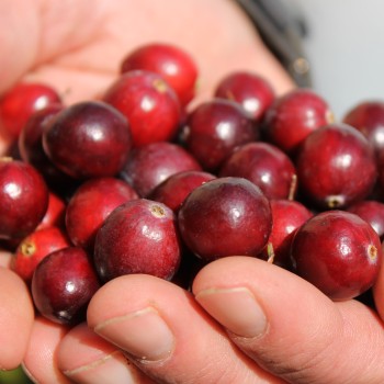 Cranberry Olson Honkers (Pflanze)