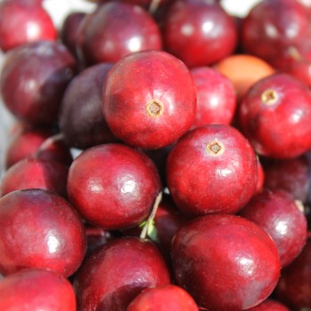 Cranberry Olson Honkers (Pflanze)
