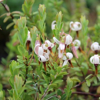 Cranberry Olson Honkers (Pflanze)