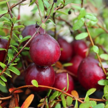 Cranberry Pilgrim (Pflanze)