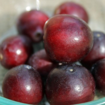 Cranberry Pilgrim (Pflanze)