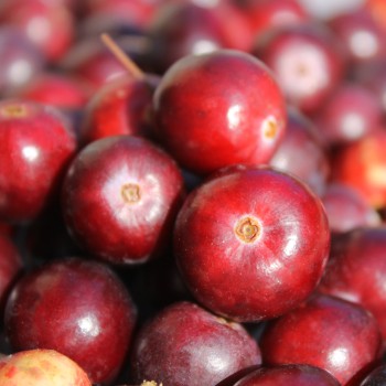 Cranberry Pilgrim (Pflanze)
