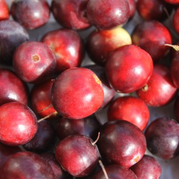 Cranberry Pilgrim (Pflanze)