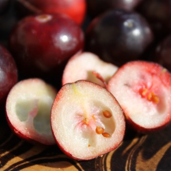 Cranberry Pilgrim (Pflanze)