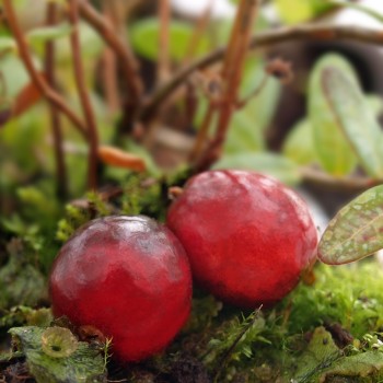 Cranberry Stevens (Pflanze)