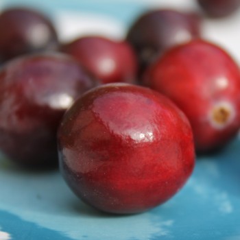 Cranberry Stevens (Pflanze)