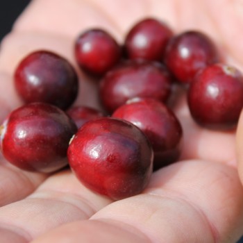 Cranberry Stevens (Pflanze)