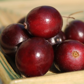 Cranberry Stevens (Pflanze)