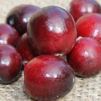 Cranberry Stevens (Pflanze)