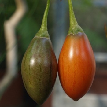 Tamarillo - Baumtomate orange (Samen)