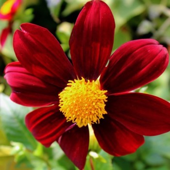 Dahlie Black Beauty (Samen)