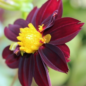 Dahlie Black Beauty (Samen)