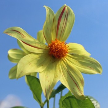 Dahlie Fireworks (Samen)