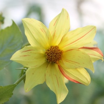 Dahlie Fireworks (Samen)