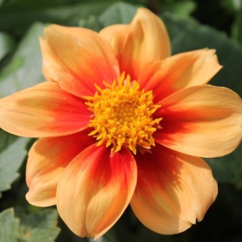 Dahlie Sunny Reggae (Samen)
