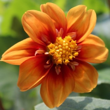 Dahlie Sunny Reggae (Samen)
