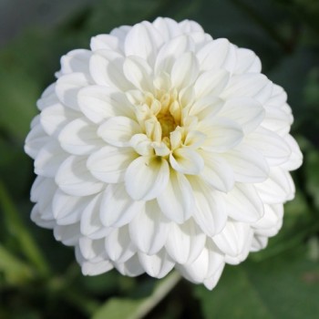 Dahlie Pompon Mix (Samen)