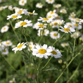 Dalmatinische Insektenblume (Samen)