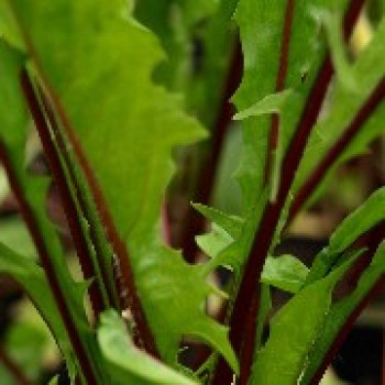 Blatt-Zichorie Red Rib
