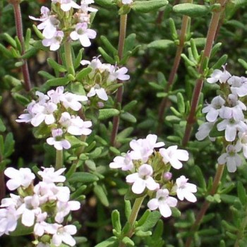 Deutscher Thymian (Pflanze)