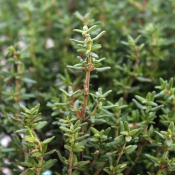 Deutscher Thymian (Samen)